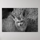 Search for nocturnal posters Wildlife
