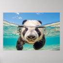 Search for water animal posters Fun