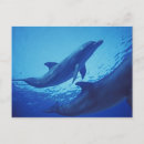 Search for bradley postcards Animal