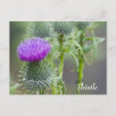 Search for thistles postcards Green