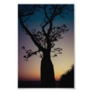 Search for large tree posters Sunset