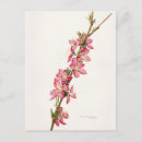 Search for peach branch postcards Flowers