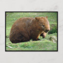 Search for wombat postcards Marsupials