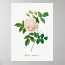 Search for pretty pink roses posters Flower