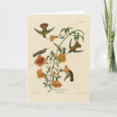 Search for mangoes cards Illustration