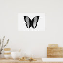 Search for black and white butterfly posters Insect
