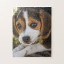 Search for beagle puzzles Puppies