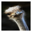 Search for ostrich posters Cute