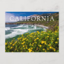 Search for sand dollar postcards Coast
