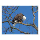 Search for bald eagle pics posters Raptor