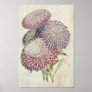 Search for aster flower posters Flowers