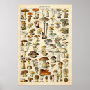 Search for mushroom art Botanical