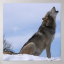 Search for canidae Wolf