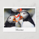Search for atlantic puffin postcards Machias seal island