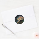 Search for oceanlife stickers Sealife