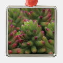 Search for tucson christmas tree decorations Plant