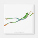 Search for frogs magnets Cold blooded