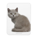 Search for british shorthair gifts Kitty