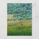 Search for sandhill postcards Birds