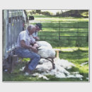 Search for sheep shearing Rural