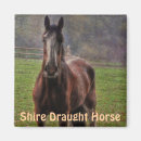 Search for draught magnets Animals