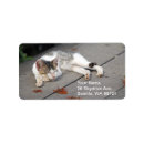 Search for happy cat return address labels Animal