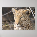 Search for leopard portrait posters Big cat