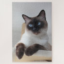 Search for siamese cat puzzles Blue eyes