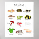 Search for pet snake posters Animals