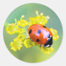 Search for yellow ladybug stickers Insect