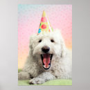 Search for large breed posters Goldendoodle