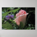 Search for rose bride posters Garden
