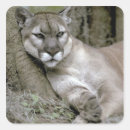 Search for puma stickers Endangered