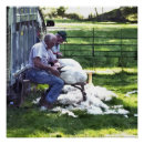 Search for shears posters Sheep