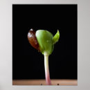 Search for shells posters Freshness