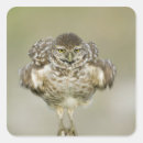 Search for burrowing stickers Bird