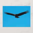 Search for black vulture postcards Nature