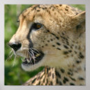 Search for cheetah posters Wild animal