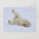 Search for sub postcards Animal
