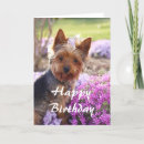 Search for yorkie cards Pet