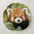 Search for red panda cushions Photography