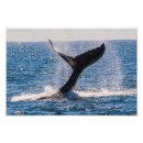 Search for migrating posters Sea