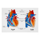 Search for cardiology art Anatomy