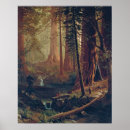 Search for redwood tree posters California