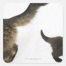 Search for kitten stickers Baby animal