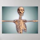 Search for rib bone art Medical