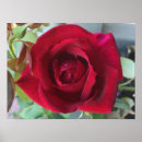Search for rose macro posters Floral