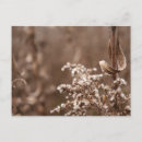 Search for closeup postcards Plants