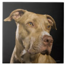 Search for red nosed Brown