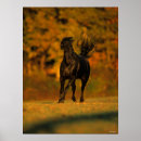 Search for friesian horse art Breed
